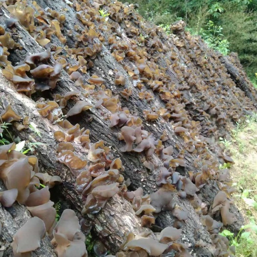 甘肃陇南康县优质干木耳批发供货
