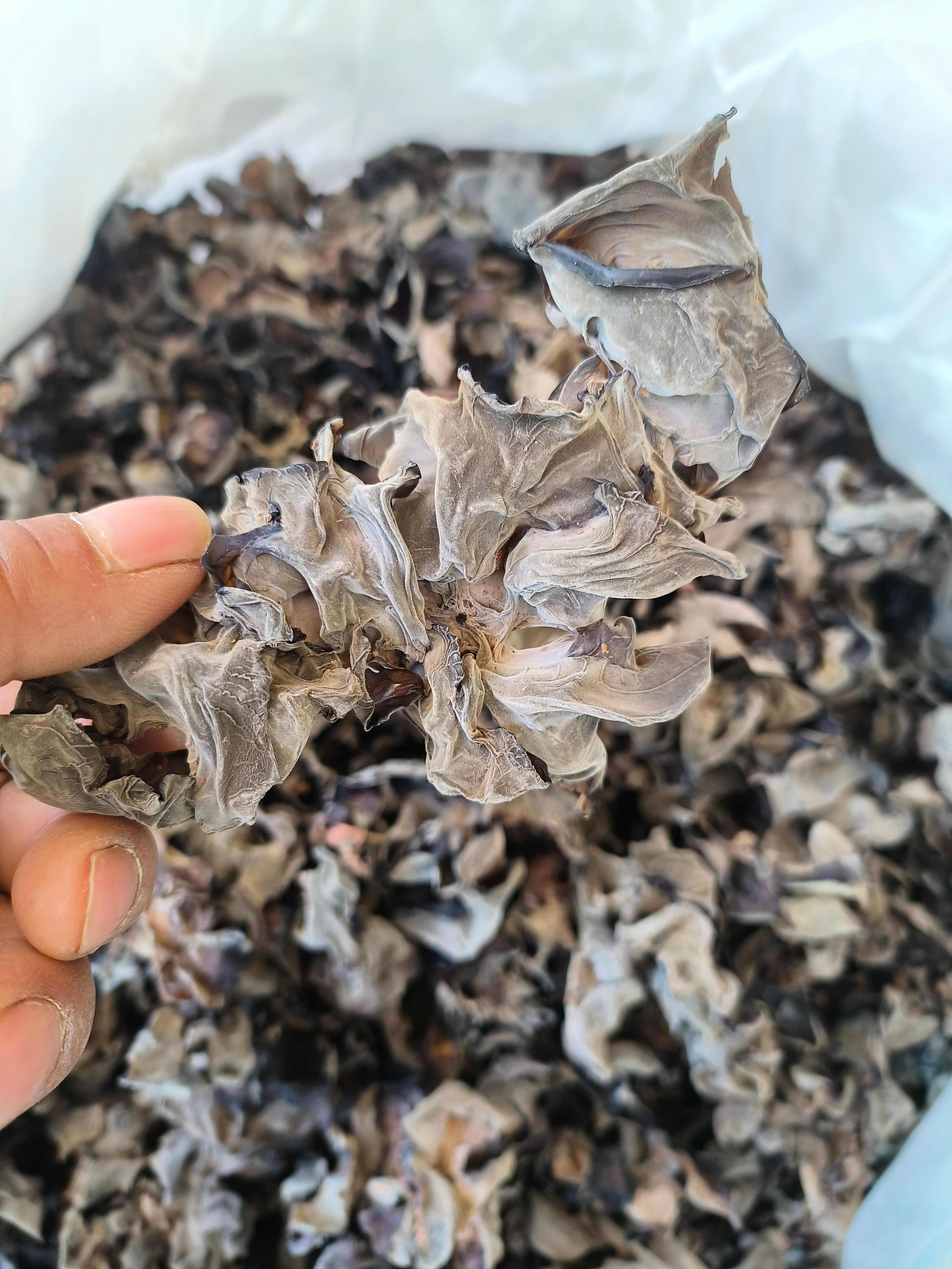 甘肃陇南康县优质干木耳批发供货
