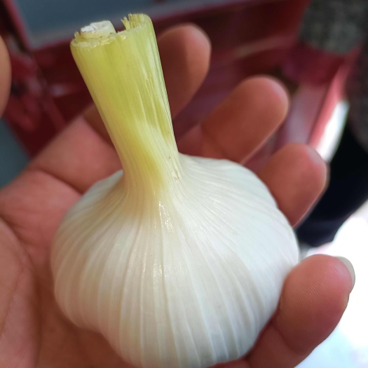 开封鲜蒜