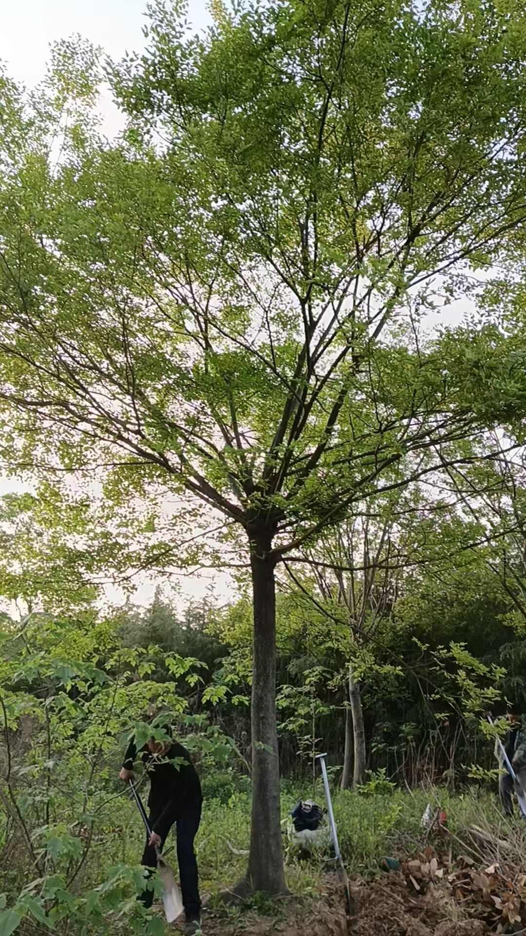 浙江长兴朴树低价销售价格便宜