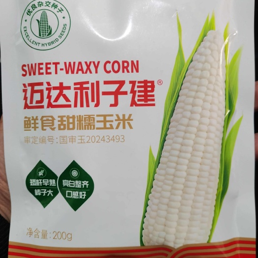 南阳迈达利子建国审玉20243493甜玉米种子