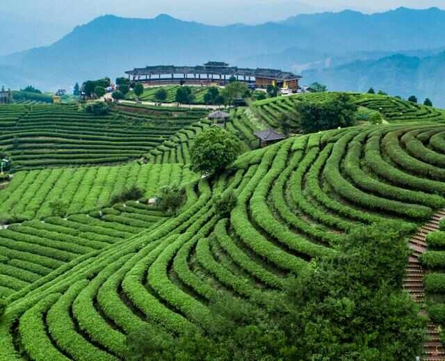 高山绿茶