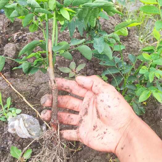 北流市大量树仔菜苗出售