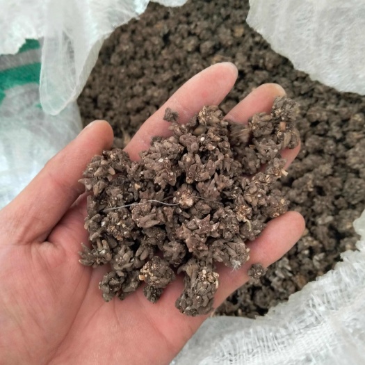 淮滨县河南信阳猫爪草中药材 干燥根茎批发零售 淮滨县产地直发