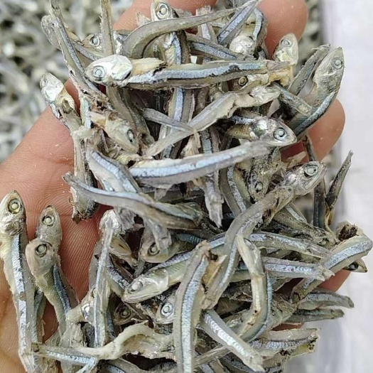 新鲜海燕鱼干  有头无头海燕鱼