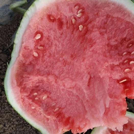 太和县麒麟西瓜