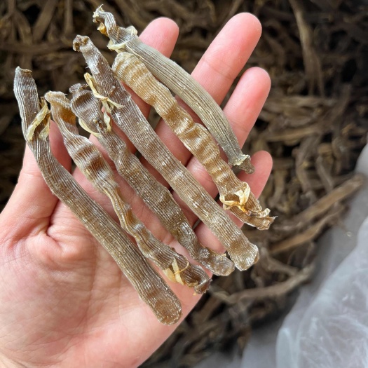 遂溪县深海沙虫干，灰沙虫，沙虫干无沙鼓沙虫批发零售