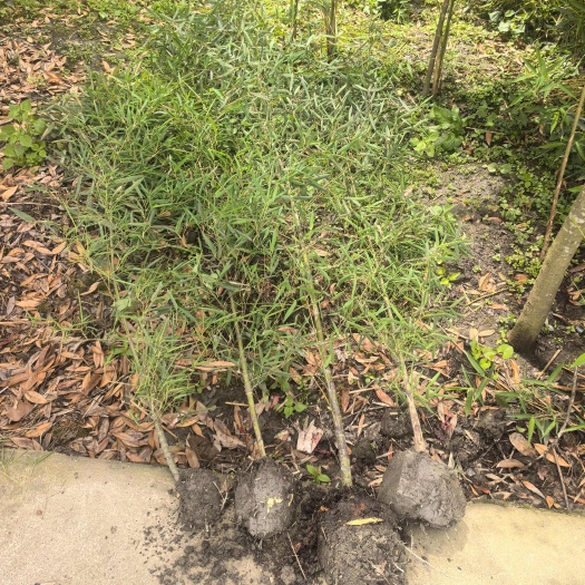成都人面竹罗汉竹