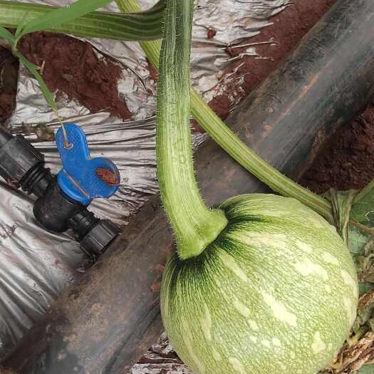 高县吊南瓜大量上市。基地直供，