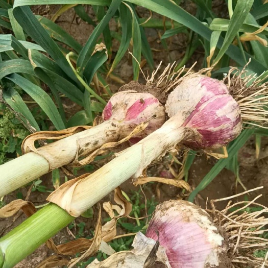 商河县紫皮蒜