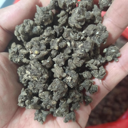 阜南县猫爪草产区直销，欢迎老板选购