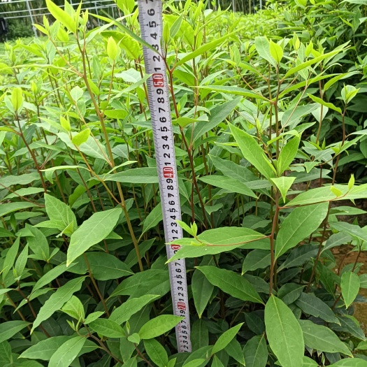 灵山县木姜子（山苍子）山胡椒