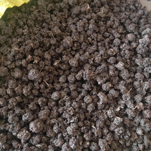 淮滨县猫爪草产地
