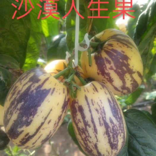 古浪县古浪县沙漠人生果，皮薄，肉厚，水足，包邮，量大常年有货