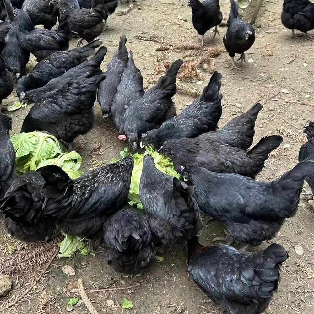 农家黑鸡蛋礼盒装
