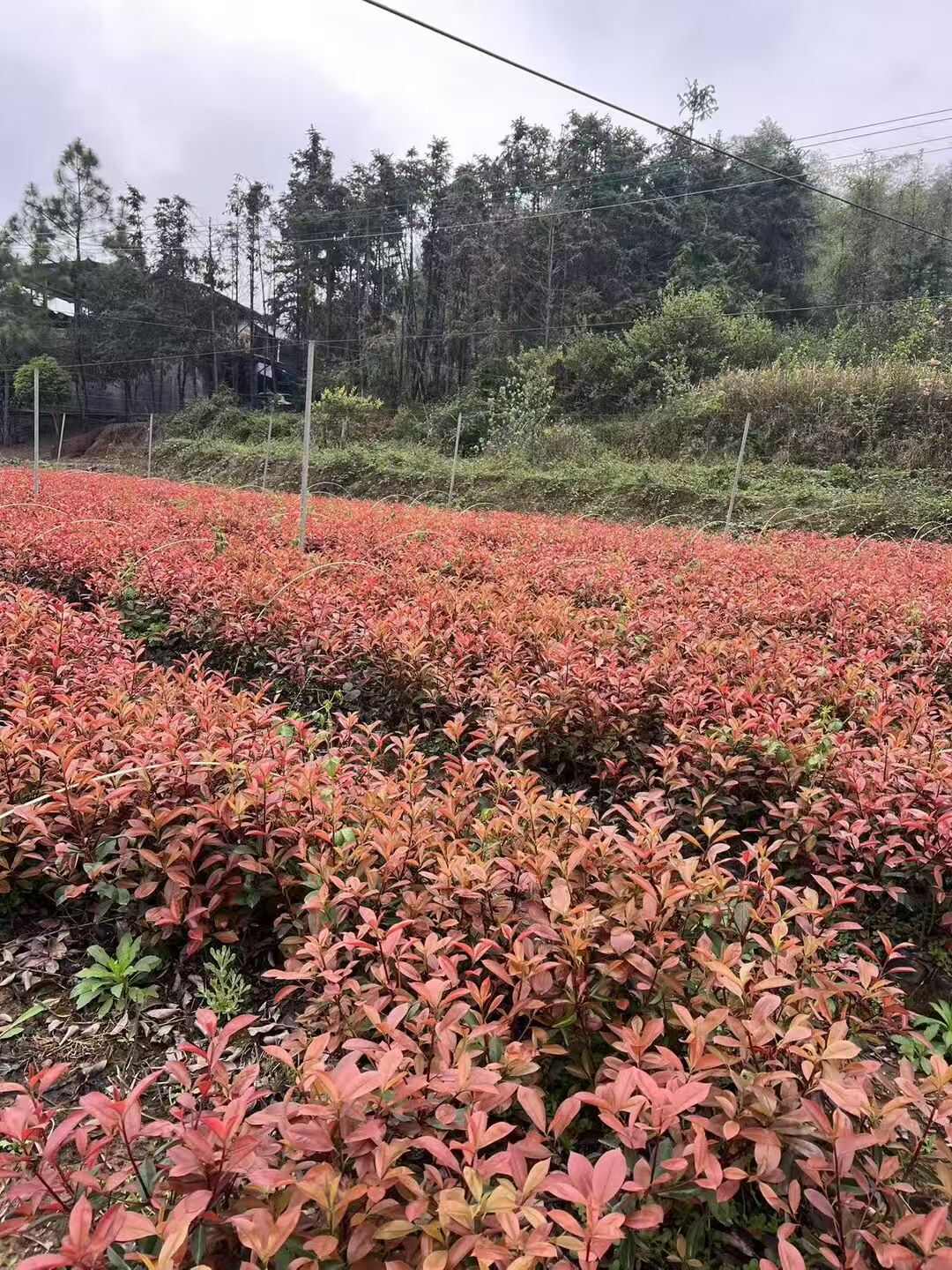 红叶石楠绿化小苗  50公分至2.5米高出售