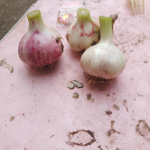郸城县紫皮大蒜