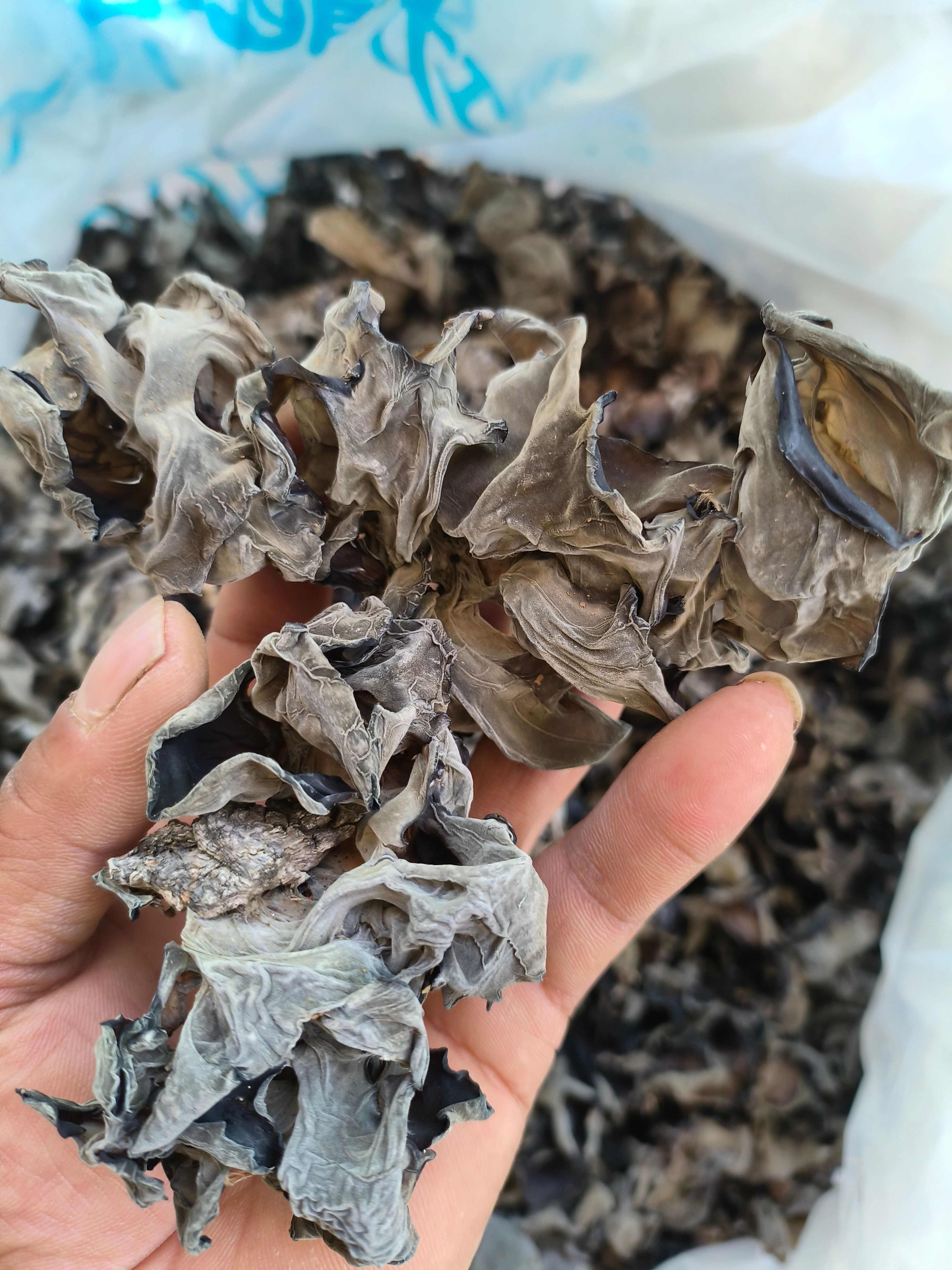 甘肃陇南康县优质干木耳批发供货