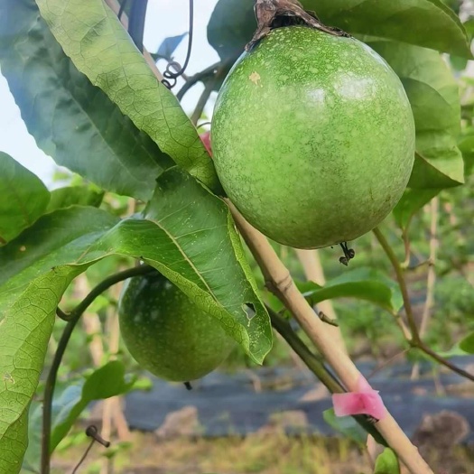 遂溪县黄金百香果