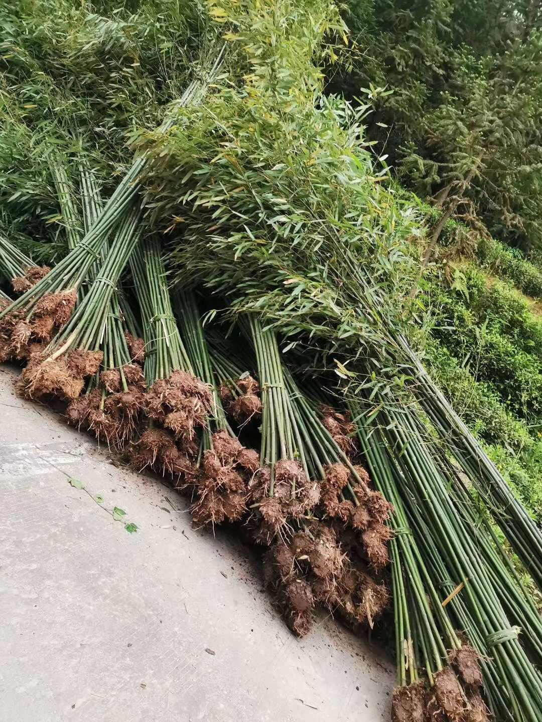 四川成都温江刚竹苗基地直销竹类植物绿化苗木花草