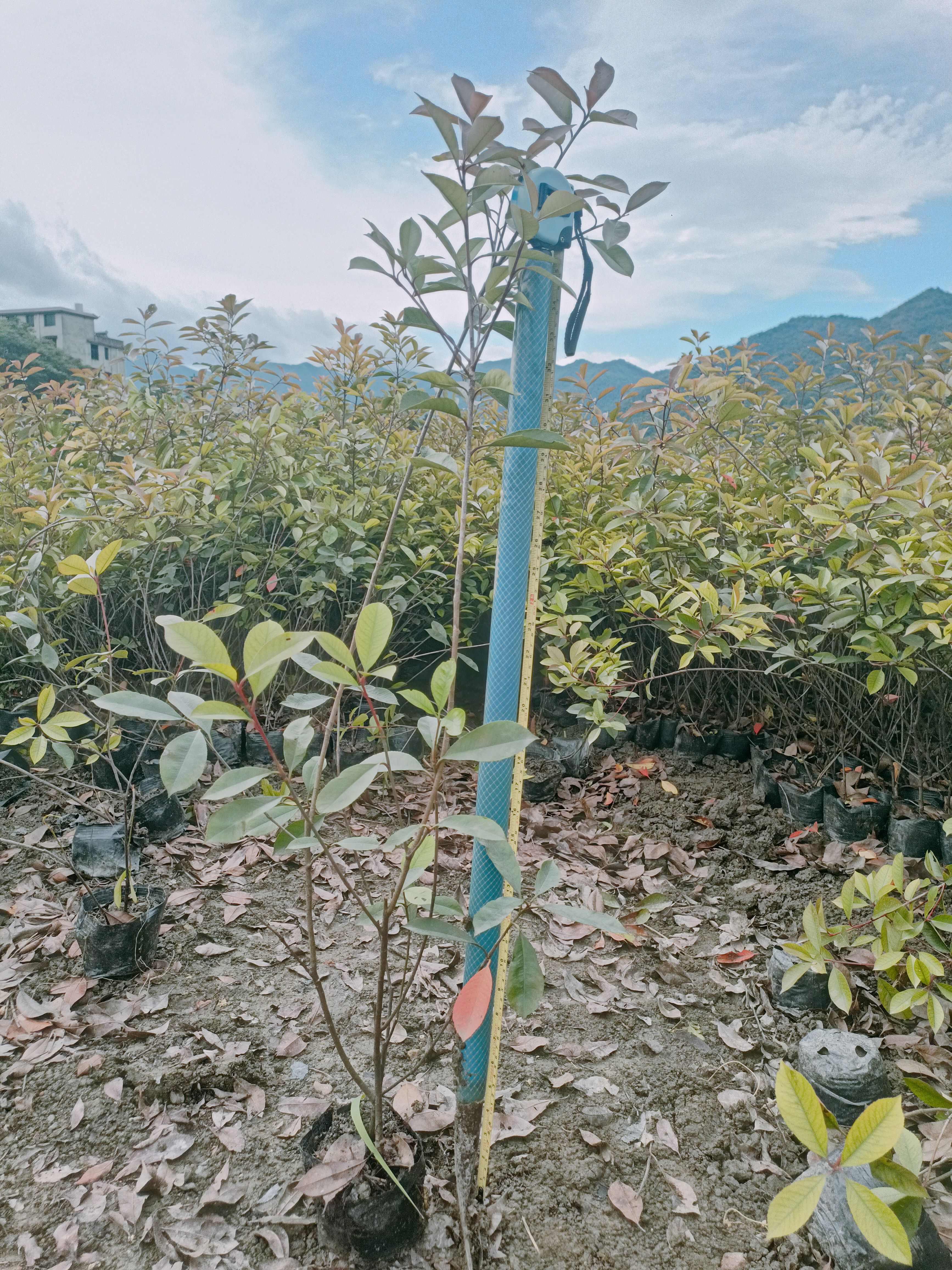 红叶石楠绿化小苗  50公分至2.5米高出售