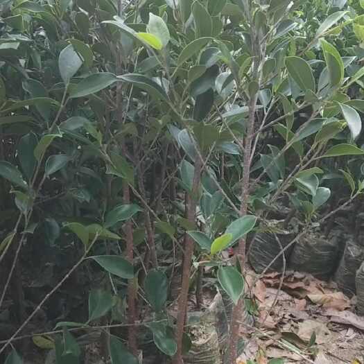 榕树小叶榕树带土球榕树苗四季常青绿化苗木庭院超长大榕树细叶榕