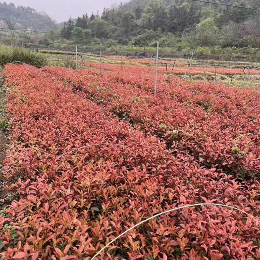 红叶石楠绿化小苗  50公分至2.5米高出售