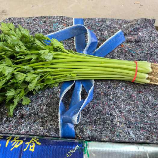 聊城精品香芹