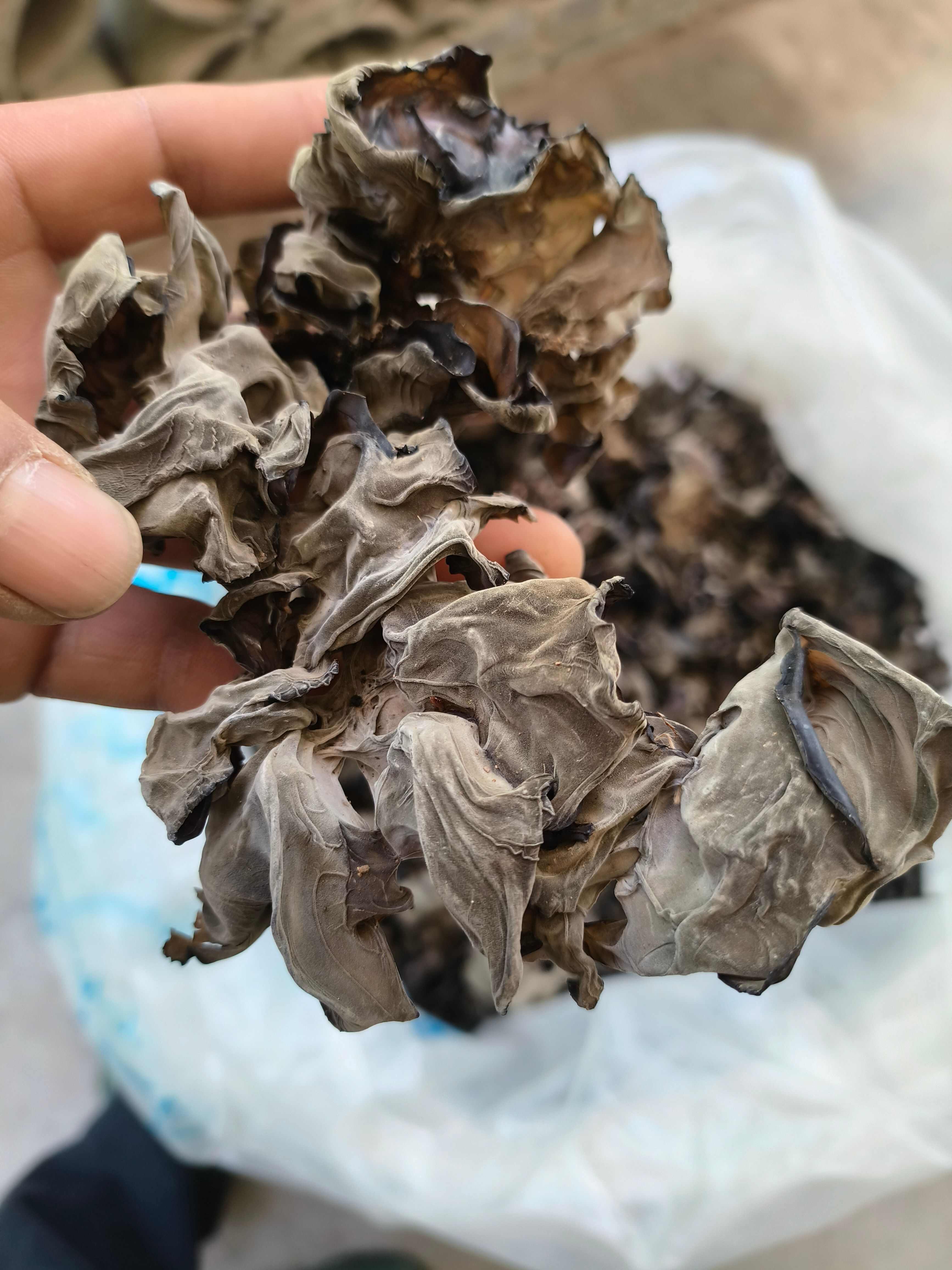 甘肃陇南康县优质干木耳批发供货