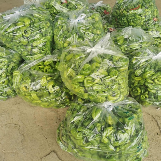 鲜辣椒扭子分拣货小辣椒食堂货
