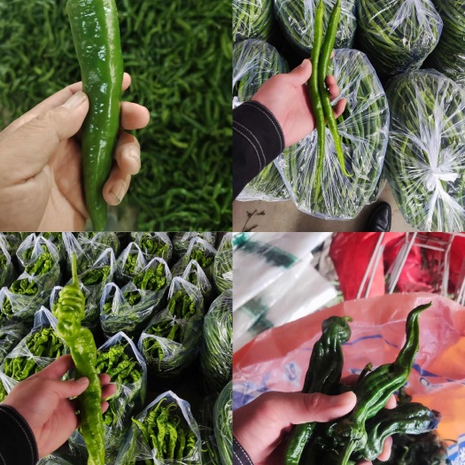 单县精品线椒，螺丝椒，泡椒，皱皮，产地直供