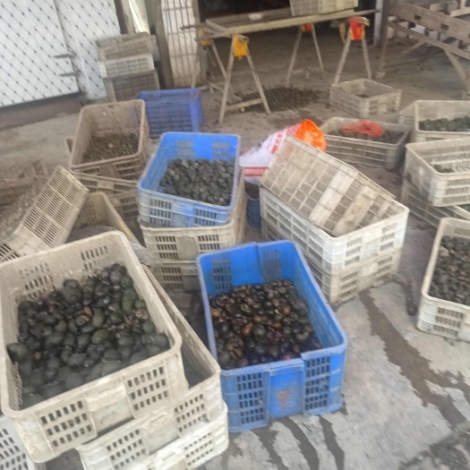 洪湖市现捞鲜活田螺批发，量大价优全国直发
