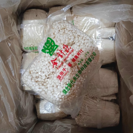 白金针菇  新鲜金针菇