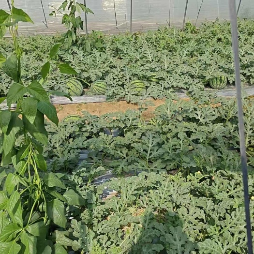 泗阳县万亩美都西瓜上市，甜度12.5以上，全部台农模式种植价格可聊