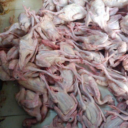 肉鸽批发
