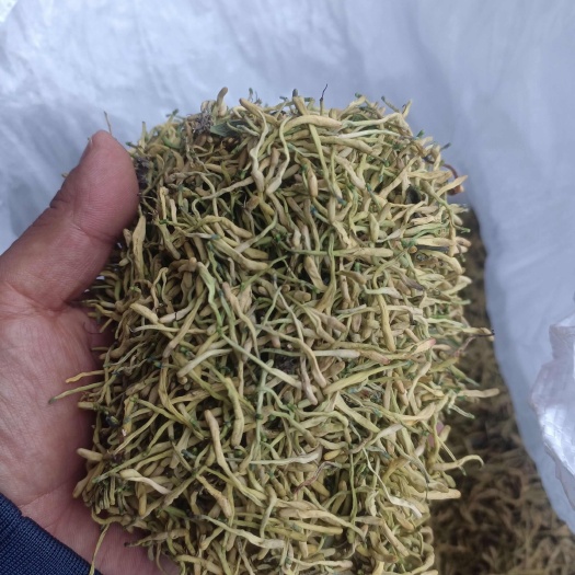 汉阴县金银花