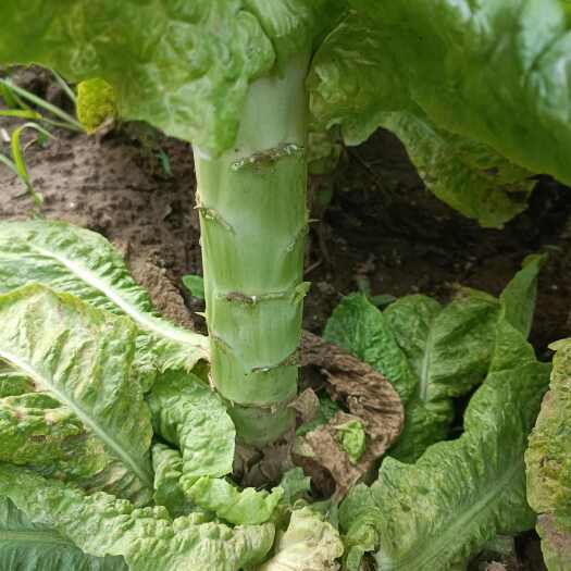 兰陵县山东临沂新鲜青叶莴笋 兰陵县直发基地蔬菜叶菜类精品