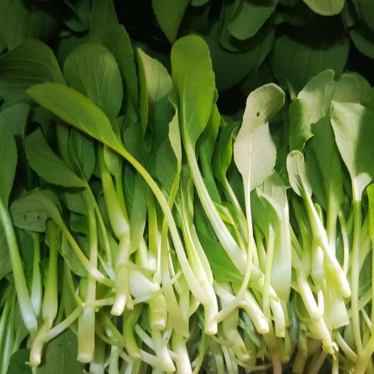 深圳龙华观澜现货供应鸡毛菜