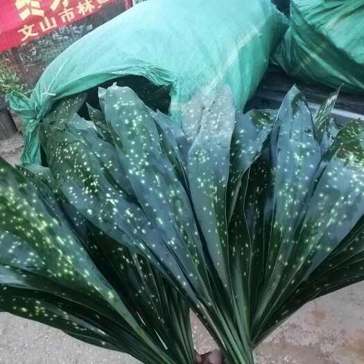 马关县棕叶，小花叶，端午节包粽子用的