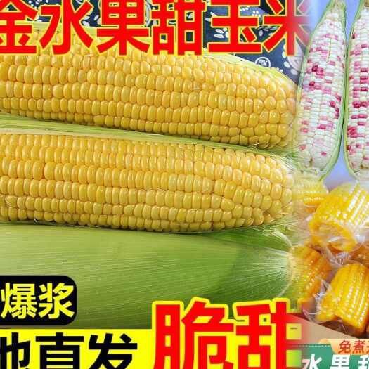新鲜水果甜玉米批发现摘带皮甜糯玉米棒真空免煮开袋即食爆浆整箱