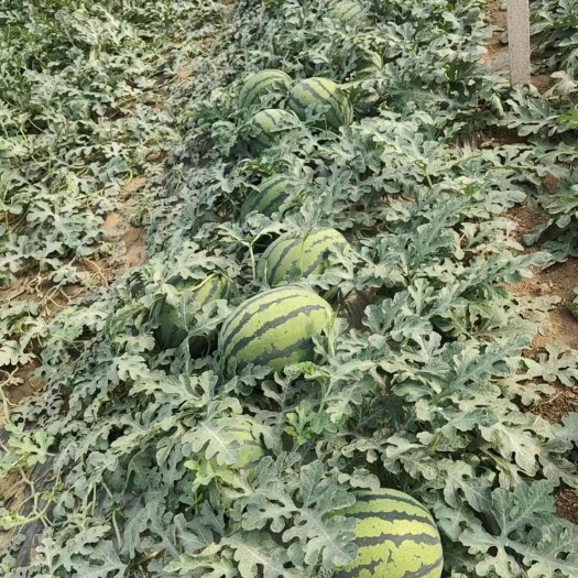 安丘市潍坊安丘红沙沟西瓜，甜王都是大朋种植量大，可来大朋直接看