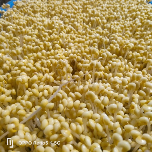 黄豆芽绿豆芽
