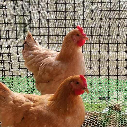 新兴县先精选走地鸡、散养鸡、跑山鸡等，再集中上架用中草药喂养