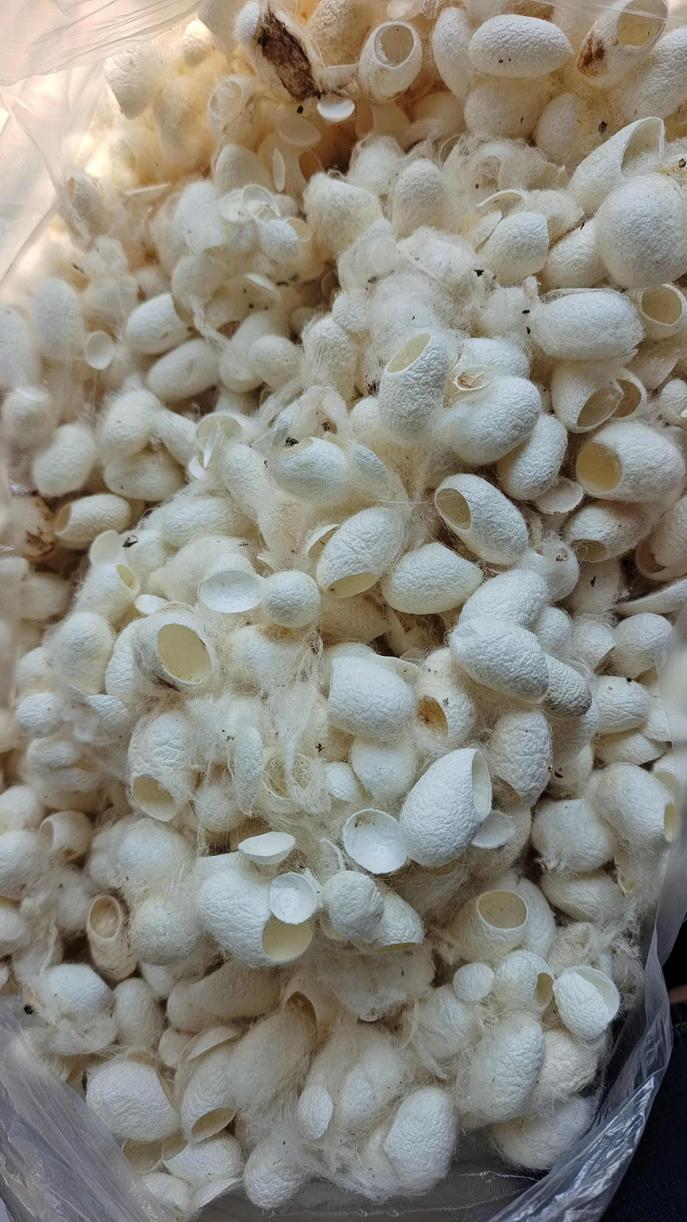 蚕茧 蚕衣 原色净货 量大优惠