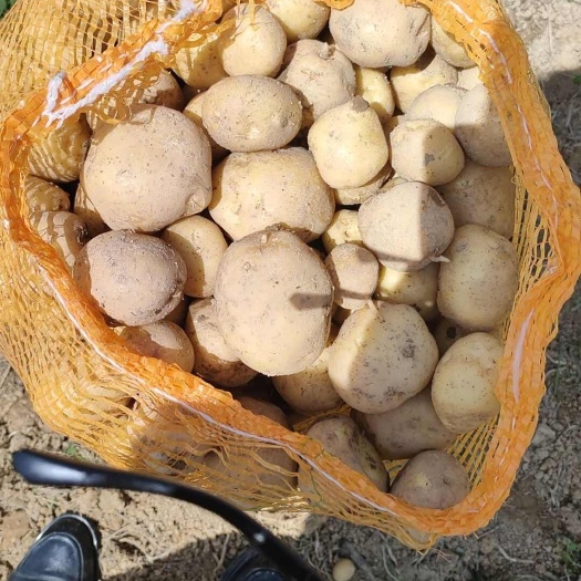 思南县农村新鲜土豆