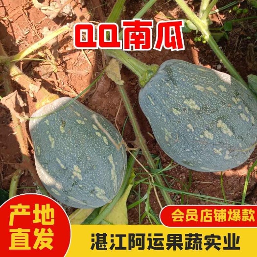 雷州市湛江产地QQ南瓜大量供货