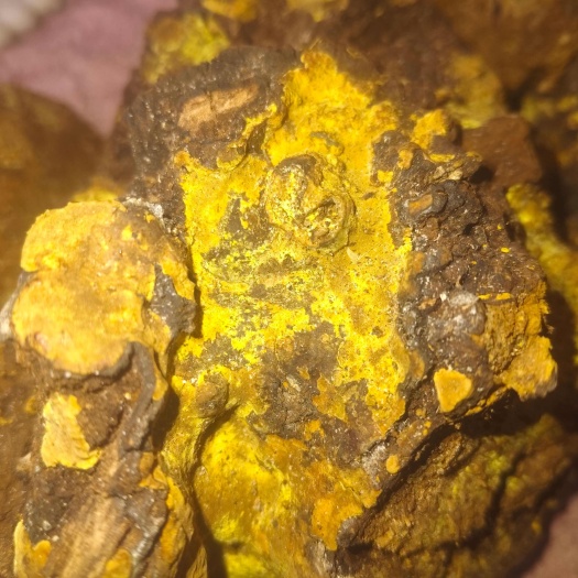 奉节桑树桑黄，假一赔十