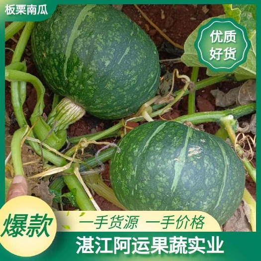 湛江板栗南瓜大量现货/ 直发全国