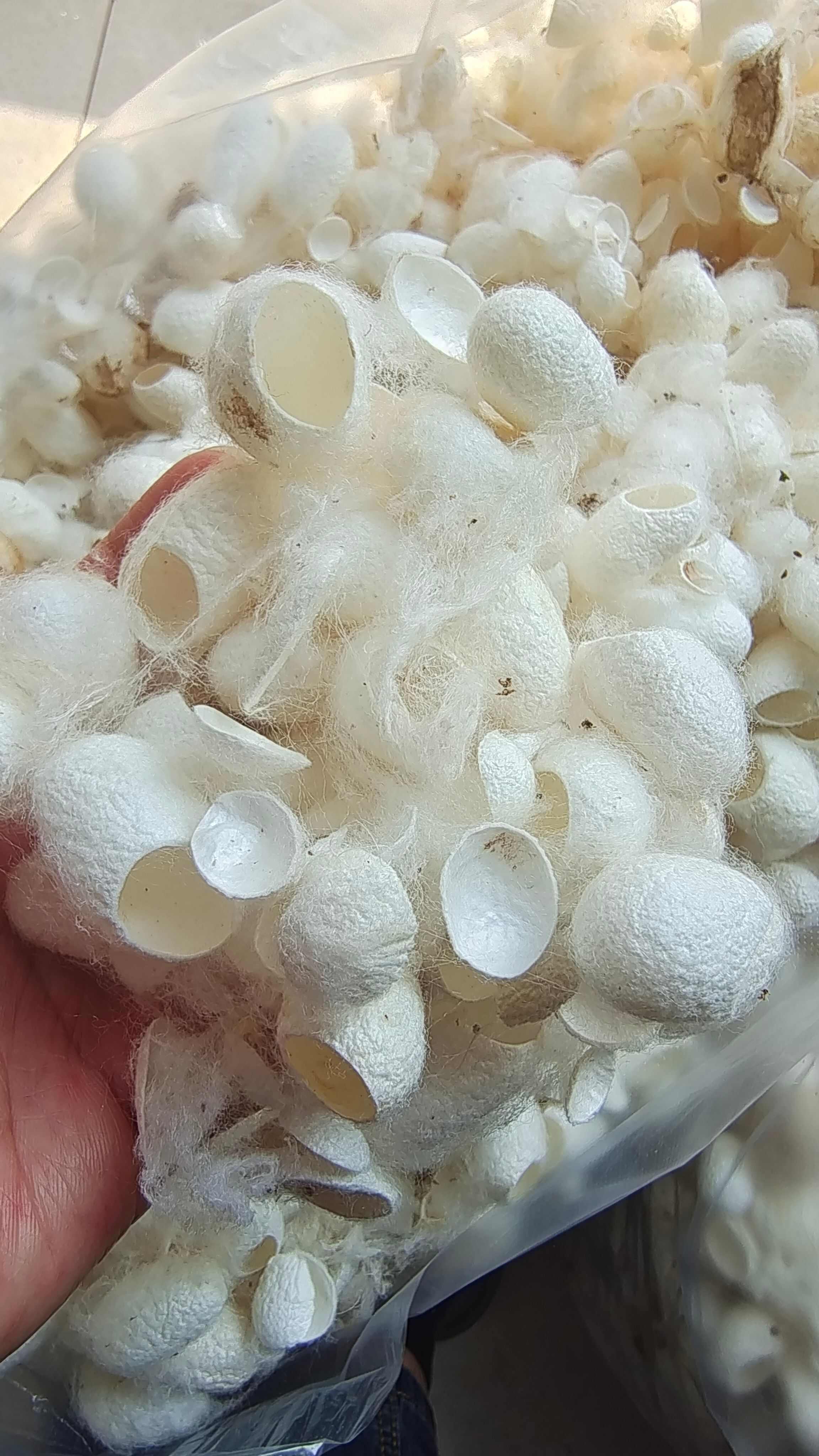 蚕茧 蚕衣 原色净货 量大优惠