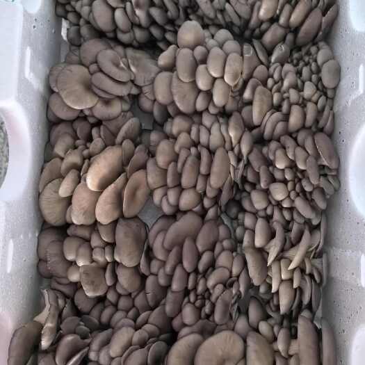 东营小叶平菇
